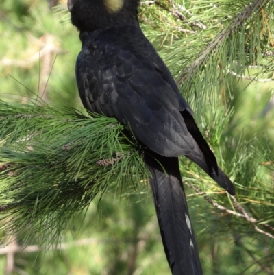 Zanda funerea (Yellow-tailed Black-Cockatoo) at National Arboretum Forests - 15 May 2024 by Miranda