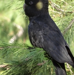 Zanda funerea at National Arboretum Forests - 15 May 2024