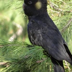 Zanda funerea at National Arboretum Forests - 15 May 2024