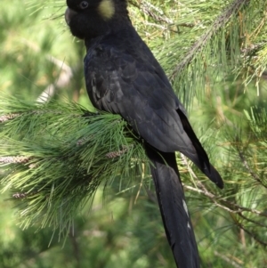 Zanda funerea at National Arboretum Forests - 15 May 2024