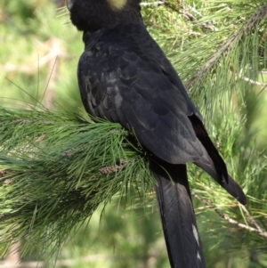 Zanda funerea at National Arboretum Forests - 15 May 2024