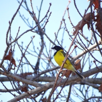 Pachycephala pectoralis (Golden Whistler) at Holder, ACT - 29 May 2024 by Miranda