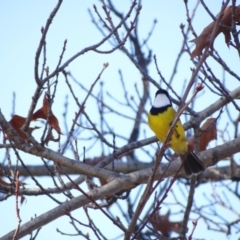 Pachycephala pectoralis at Holder, ACT - 29 May 2024