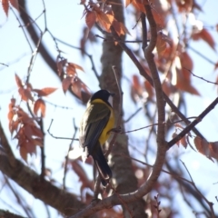 Pachycephala pectoralis at Holder, ACT - 29 May 2024