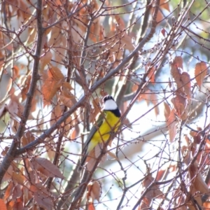 Pachycephala pectoralis at Holder, ACT - 29 May 2024