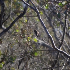 Petroica boodang (Scarlet Robin) at Denman Prospect 2 Estate Deferred Area (Block 12) - 29 May 2024 by Miranda