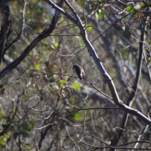 Petroica boodang at Denman Prospect 2 Estate Deferred Area (Block 12) - 29 May 2024 01:45 PM