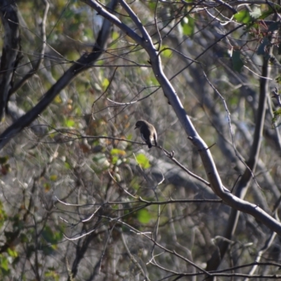 Petroica boodang (Scarlet Robin) at Block 402 - 29 May 2024 by Miranda