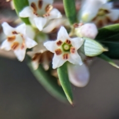 Monotoca scoparia (Broom Heath) at Denman Prospect, ACT - 29 May 2024 by Miranda