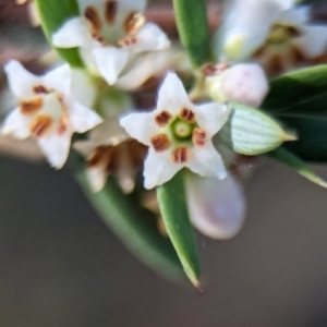 Monotoca scoparia at Denman Prospect, ACT - 29 May 2024 02:10 PM