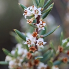 Monotoca scoparia at Denman Prospect, ACT - 29 May 2024