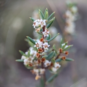 Monotoca scoparia at Denman Prospect, ACT - 29 May 2024