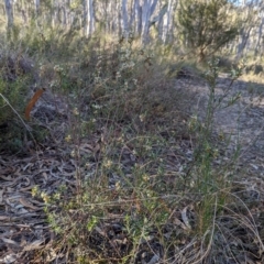 Monotoca scoparia at Denman Prospect, ACT - 29 May 2024