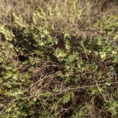 Melichrus urceolatus (Urn Heath) at Denman Prospect, ACT - 29 May 2024 by Miranda