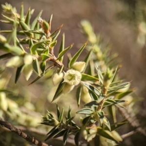 Melichrus urceolatus at Piney Ridge - 29 May 2024