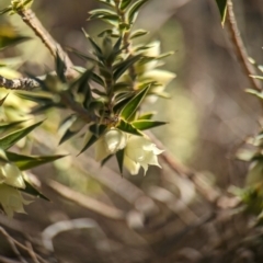 Melichrus urceolatus at Piney Ridge - 29 May 2024