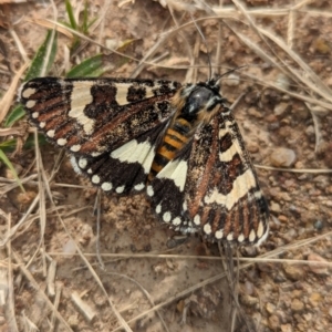 Apina callisto at Coombs Ponds - 28 Apr 2024