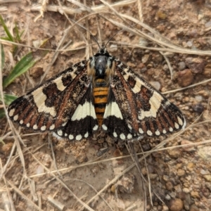 Apina callisto at Coombs Ponds - 28 Apr 2024