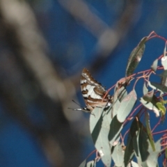 Charaxes sempronius (Tailed Emperor) at Red Hill, ACT - 31 Mar 2013 by Miranda