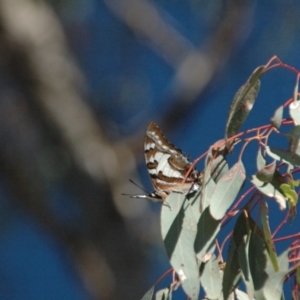 Charaxes sempronius (Tailed Emperor) at Red Hill Nature Reserve by Miranda
