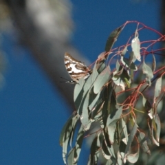 Charaxes sempronius at Red Hill Nature Reserve - 1 Apr 2013