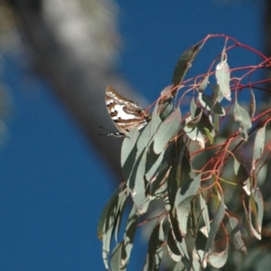 Charaxes sempronius at Red Hill Nature Reserve - 1 Apr 2013