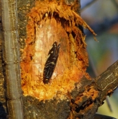 Porismus strigatus (Pied Lacewing) at Red Hill Nature Reserve - 21 Mar 2012 by Miranda