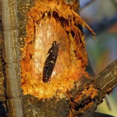 Porismus strigatus (Pied Lacewing) at Red Hill Nature Reserve - 21 Mar 2012 by Miranda