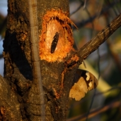 Porismus strigatus at Red Hill Nature Reserve - 21 Mar 2012