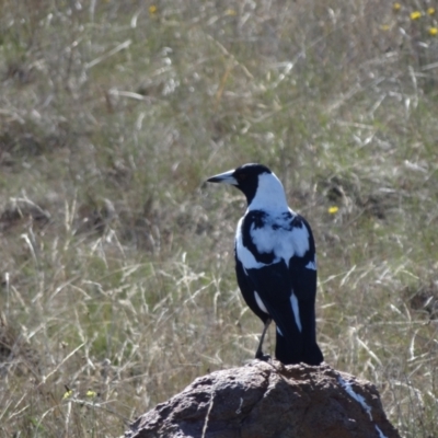 Gymnorhina tibicen (Australian Magpie) at Crace Grasslands - 16 Apr 2024 by Miranda