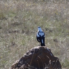 Gymnorhina tibicen at Crace Grasslands - 16 Apr 2024 10:44 AM