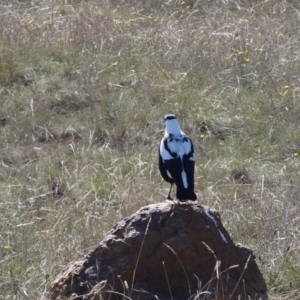 Gymnorhina tibicen at Crace Grasslands - 16 Apr 2024 10:44 AM