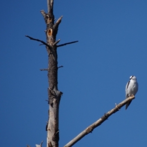 Elanus axillaris at Crace Grasslands - 16 Apr 2024