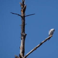 Elanus axillaris at Crace Grasslands - 16 Apr 2024 10:28 AM