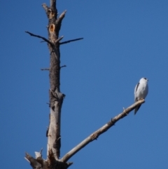 Elanus axillaris at Crace Grasslands - 16 Apr 2024