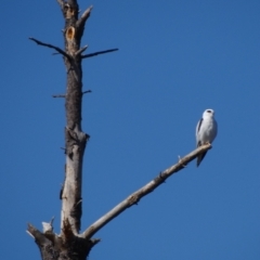 Elanus axillaris at Crace Grasslands - 16 Apr 2024