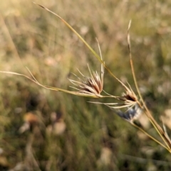 Themeda triandra (Kangaroo Grass) at Holder, ACT - 26 Apr 2024 by Miranda