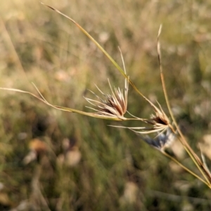 Themeda triandra (Kangaroo Grass) at Holder Wetlands by Miranda