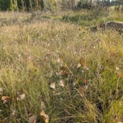 Themeda triandra at Holder Wetlands - 26 Apr 2024