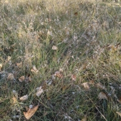 Themeda triandra at Holder Wetlands - 26 Apr 2024