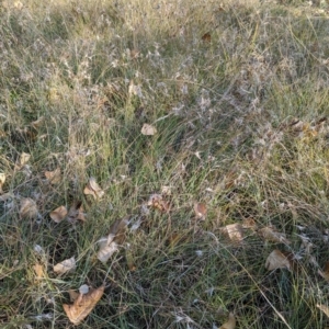 Themeda triandra at Holder Wetlands - 26 Apr 2024