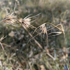 Themeda triandra at Holder Wetlands - 26 Apr 2024