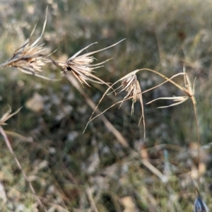 Themeda triandra at Holder Wetlands - 26 Apr 2024