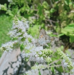 Lucia limbaria (Chequered Copper) at Holder, ACT - 15 Feb 2022 by Miranda