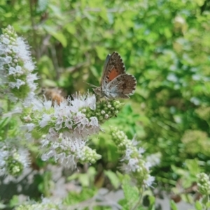 Lucia limbaria at Holder, ACT - 15 Feb 2022 01:05 PM