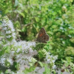 Lucia limbaria at Holder, ACT - 15 Feb 2022 01:05 PM