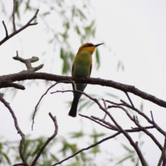 Merops ornatus (Rainbow Bee-eater) at Jerrabomberra Wetlands - 20 Feb 2024 by Miranda