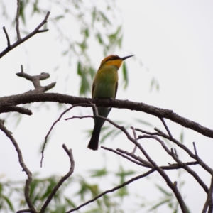 Merops ornatus at Undefined Area - 21 Feb 2024 10:56 AM