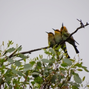 Merops ornatus at JER560: JWs - Fulica Hide - 21 Feb 2024