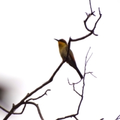 Merops ornatus at JER560: JWs - Fulica Hide - 21 Feb 2024